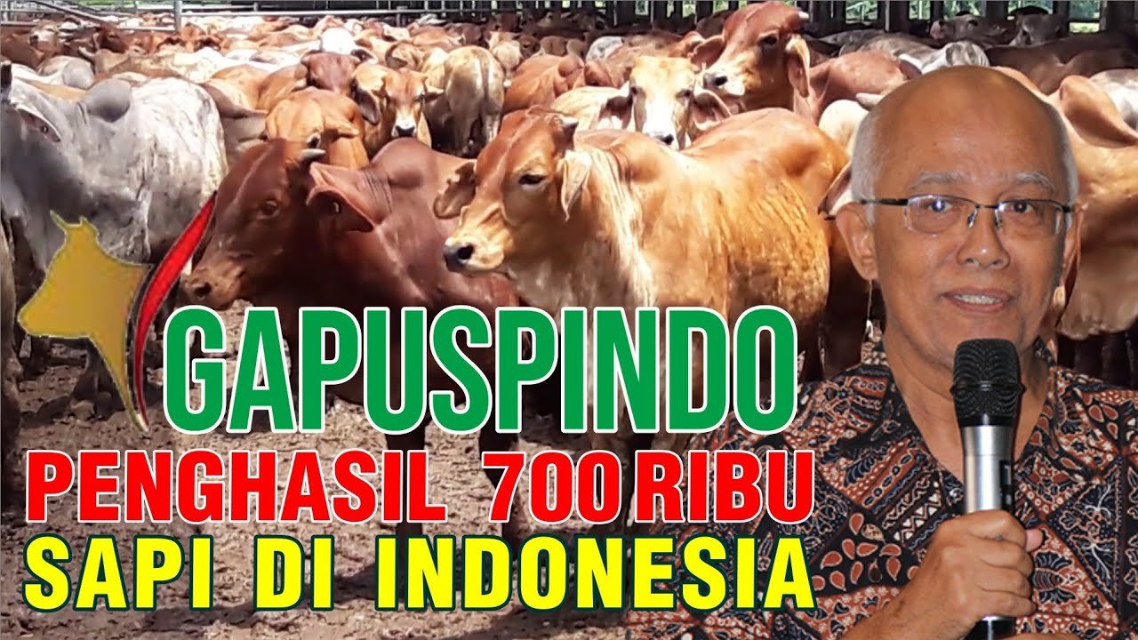 Gapuspindo Penghasil 700 Ribu Sapi Di Indonesia.jpg